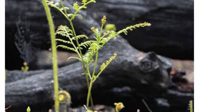 Cover of Bushtracks Autumn 2020.