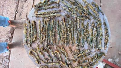 63 large, dead centipedes laid out on a tray at Bon Bon Station Reserve, South Australia.