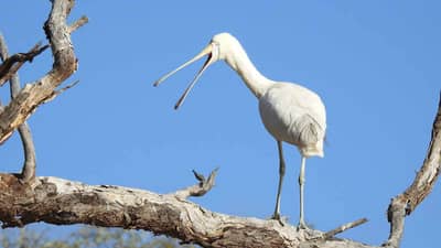 Yellow-billed Spoonbill.