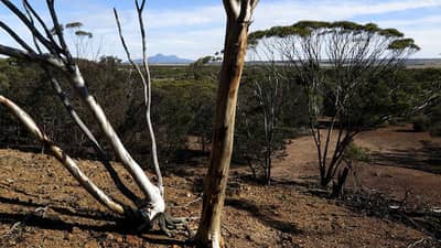A view of bushy plains from Angela's favourite knoll at Red Moort Reserve.