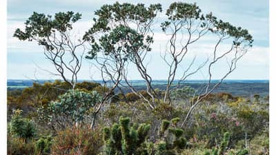 The front cover of Bushtracks Spring 2020 newsletter, featuring Monjebup Reserve.