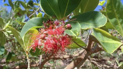 Malaa / Freshwater Mangrove. Provided by Bunuba/Environs Kimberley.