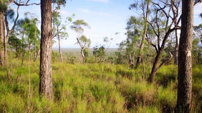 Themeda Green from Yourka viewpoint.