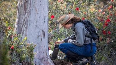 Riannon De Visser checking a trap at Kojonup.