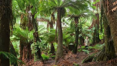 Mike Bretz stands disguised amongst tree ferns on Liffey River Reserve, Tasmania.