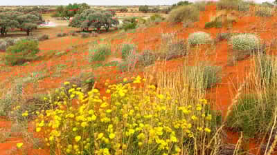 Wildflowers at Pilungah Reserve.