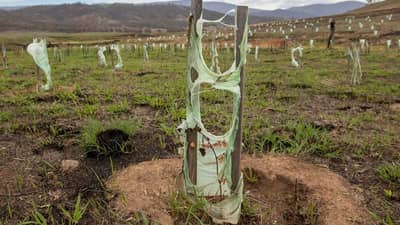 Fire affected seedlings with melted protectors.