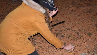 Saskia Gerhardy has found another Plains Wanderer.