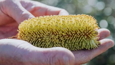 Photo A Golden Stalk Banksia (Banksia media) flower on Monjebup Reserve, Noongar country in WA. By Krysta Guille