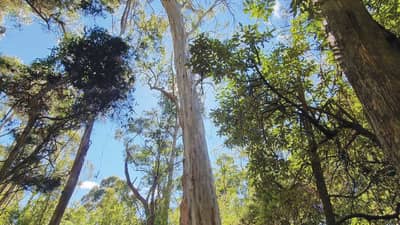 The front cover of Bushtracks Winter 2022 newsletter features towering White Gums on Glovers Flat Reserve.