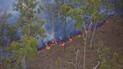 Gell burn at Yourka Reserve, Queensland.