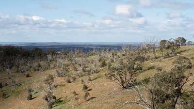 Mass tree dieback on Nardoo Hills Reserve.