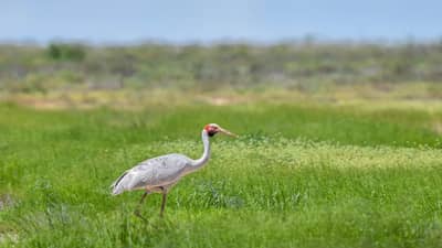Brolga  on floodplain at Pilungah.