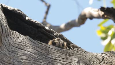 The front cover of Bushtracks Winter 2023 newsletter features a Nightjar in a tree hollow.