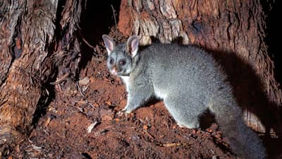A Brushtail Possum at Australian Wildlife Conservancy’s Mt Gibson Wildlife Sanctuary, Badimia Country, WA. Photo: Brad Leue