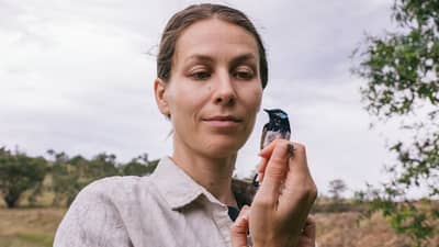 Dr Donna Belder with a Male Superb Fairy Wren, Ngambri and Ngarigo Country, NSW. Photo: Tad Souden.