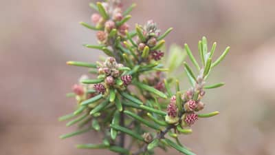 Bushtracks 2024 Spring