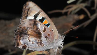 Ogyris caelestia female Braby