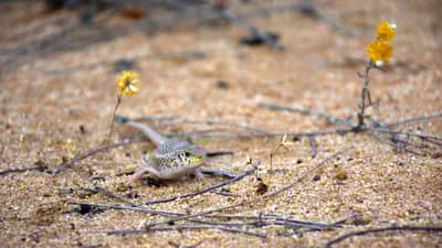 Desert Skink.