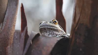 Bushtracks Winter 2024 cover2