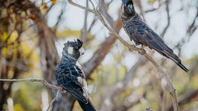 Carnaby's Cockatoos.
