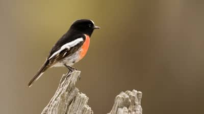 Scarlet Robin.