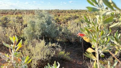 Salt bush at Austin Downs, Wajarri and Yugunga-Nya Country, Western Australia.