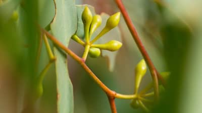 Eucalypt with budding flowers.