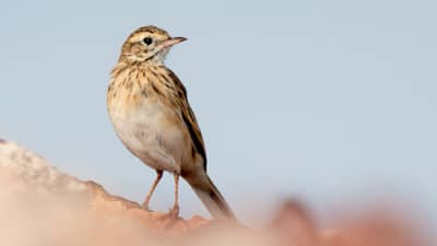 Cover of the Bush Tracks Autumn 2025 magazine. Featuring an Australian Pipit.
