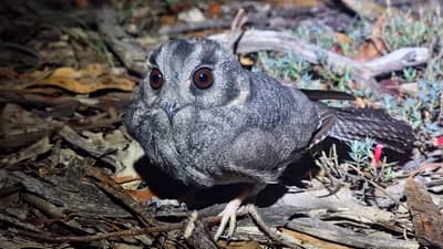 An Australian Owlet-nightjar.