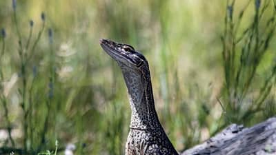 Cover of Bush Tracks magazine, Summer 2025, featuring a Lace Monitor (Goanna).