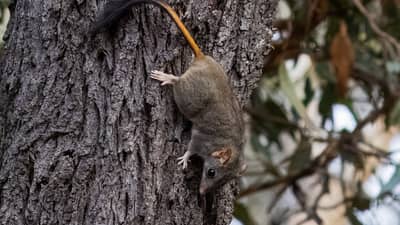 A Red-tailed Phascogale released after being checked. By Genevieve Hayes