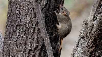 A Red-tailed Phascogale scurrying up a tree trunk.