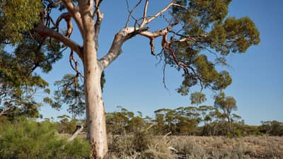 A lone and ancient Salmon Gum at Wanarra, Widi Mob and Badimia Country, 220 km south-east of Geraldton, WA. By Andy McGregor