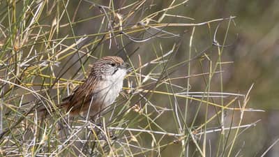 Eyrean Grasswren at Ethabuka Reserve.