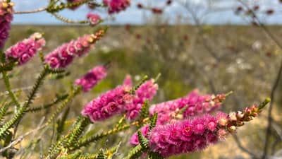 Spiked Featherflower (Verticordia spicata) at Eurardy Reserve, Nanda Country, 145 km north of Geraldton, WA. By Sam Fischer
