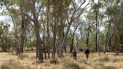 Ecologist Stephen Kearney & Reserve Manager Becky Miller monitor Koala habitat, Avocet Nature Refuge, Western Kangoulu Country, 275 km west of Rockhampton, QLD. Photo by Bee Stephens