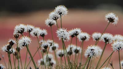Wildflowers at Wanarra.