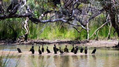 Little Black Cormorants at Nil Desperandum.