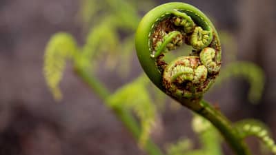A new fern frond forms a tight, green curl waiting to unfurl at Burrin Burrin Reserve.