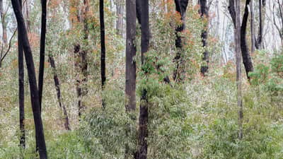 Forest regrowing after fire at Burrin Burrin Reserve, NSW.