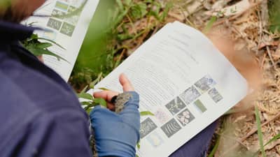 Identifying plants at Burrin Burrin Reserve, NSW.
