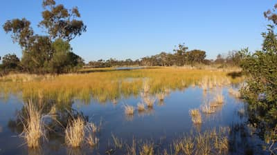 An ephemeral lagoon floods a wide, grassy plain, the tussocks sticking up out of the still water, at Naree Station Reserve.