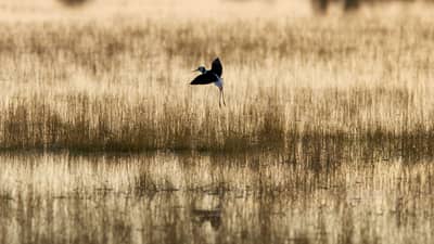 A Pied Stilt, a black-and-white shorebird with long, red legs and beak, comes in to land at a wetland on Naree Station Reserve.