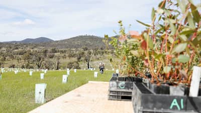 Trays of native seedlings wait to be planted, while a Bush Heritage staff member walks through a field of tree guards at Scottsdale Reserve.