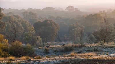 Landscape view of an open woodland on a cold morning: two kangaroos are tiny figures hopping across a ground that is white with frost.