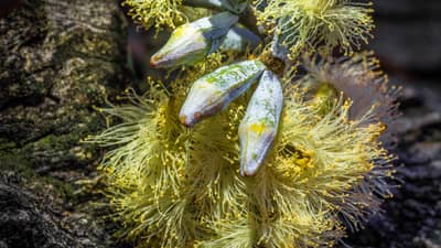Ironbark flowers at Tarcutta Hills Reserve. Photo by Richard Taylor