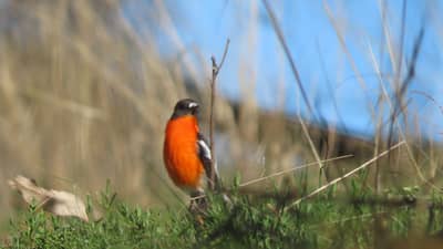 Flame Robin at Tarcutta Hills.
