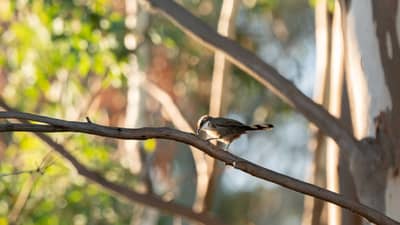 White-browed Babbler.
