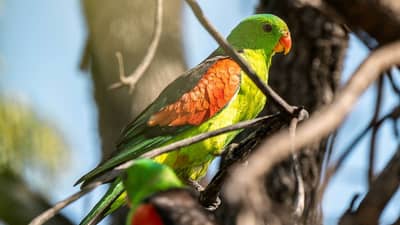 RS48721 Avocet red winged parrot closer 2400x1600